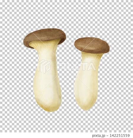 Two king oyster mushrooms painted in watercolor style. Two king oyster mushrooms painted in watercolor style. 142251559