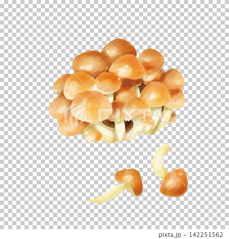 水彩タッチのなめこ 水彩タッチのなめこ 142251562