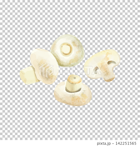 White mushrooms in watercolor style White mushrooms in watercolor style 142251565