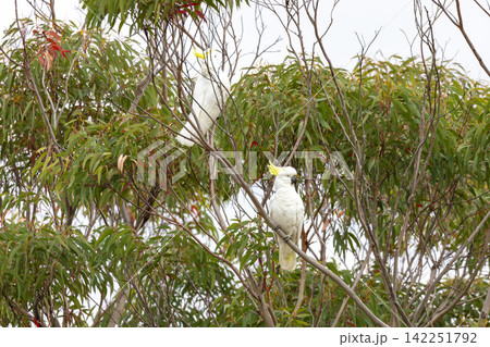 Two Sulphur Crested Cockatoos sitting in a tree in the Blue Mountains Two Sulphur Crested Cockatoos sitting in a tree in the Blue Mountains 142251792