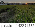 夕陽につづく稲穂の道 142251832