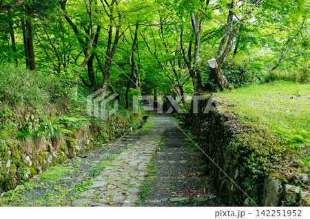 【滋賀県東近江市】百済寺　苔むす新緑の参道 142251952