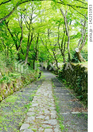 【滋賀県東近江市】百済寺 苔むす新緑の参道 【滋賀県東近江市】百済寺 苔むす新緑の参道 142251953