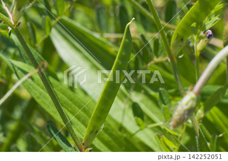 マメ科の雑草カラスノエンドウ マメ科の雑草カラスノエンドウ 142252051