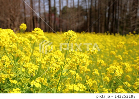 満開　明るい　菜の花 142252198