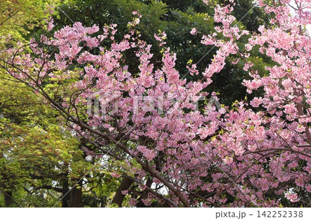 早咲き桜の花　陽光 142252338