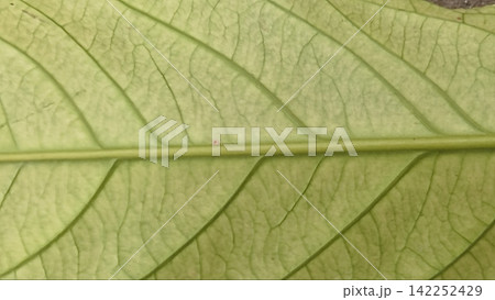 Macro Close Up of Green Leaf Vein Pattern and Texture Macro Close Up of Green Leaf Vein Pattern and Texture 142252429