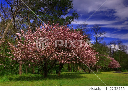 青空と満開の桜 青空と満開の桜 142252433