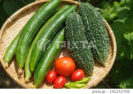 ザルにのせた収穫したての夏野菜の盛り合わせ（8月）家庭菜園　収穫 142252700