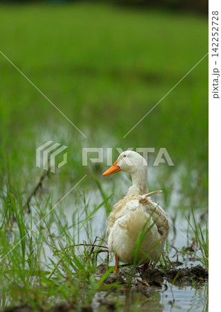 White Duck Flapping Wings in Water Field with Green Background White Duck Flapping Wings in Water Field with Green Background 142252728