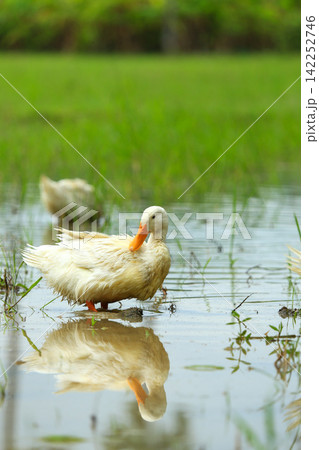 White Duck Flapping Wings in Water Field with Green Background White Duck Flapping Wings in Water Field with Green Background 142252746