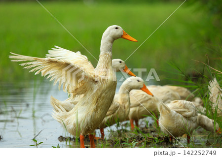 White Duck Flapping Wings in Water Field with Green Background 142252749