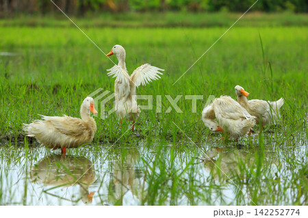 White Duck Flapping Wings in Water Field with Green Background White Duck Flapping Wings in Water Field with Green Background 142252774