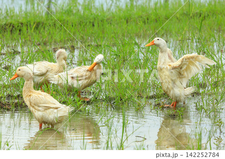 White Duck Flapping Wings in Water Field with Green Background White Duck Flapping Wings in Water Field with Green Background 142252784