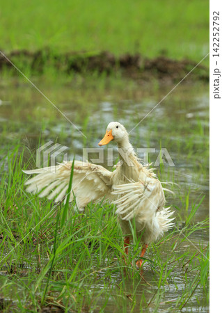 White Duck Flapping Wings in Water Field with Green Background 142252792