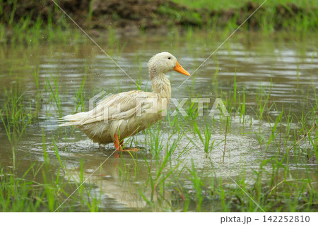 White Duck Flapping Wings in Water Field with Green Background White Duck Flapping Wings in Water Field with Green Background 142252810