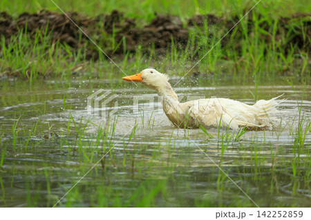 White Duck Flapping Wings in Water Field with Green Background 142252859