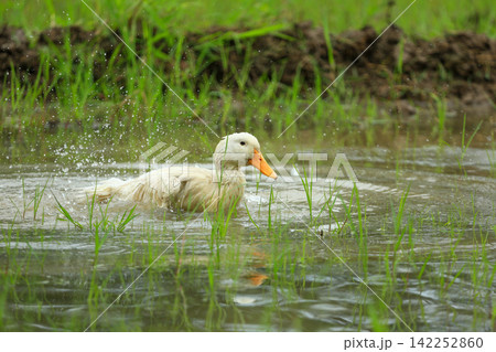 White Duck Flapping Wings in Water Field with Green Background 142252860