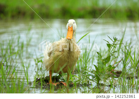 White Duck Flapping Wings in Water Field with Green Background 142252861