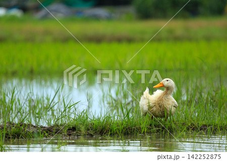 White Duck Flapping Wings in Water Field with Green Background 142252875