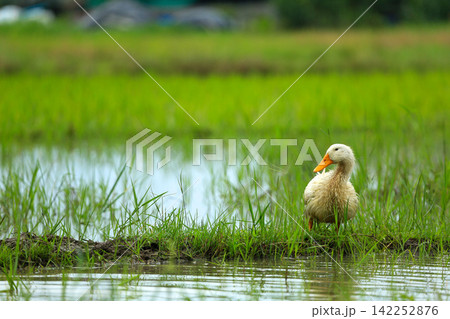 White Duck Flapping Wings in Water Field with Green Background White Duck Flapping Wings in Water Field with Green Background 142252876