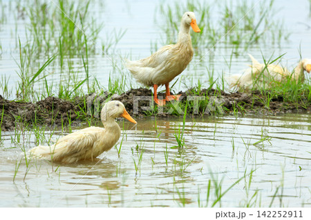 White Duck Flapping Wings in Water Field with Green Background White Duck Flapping Wings in Water Field with Green Background 142252911