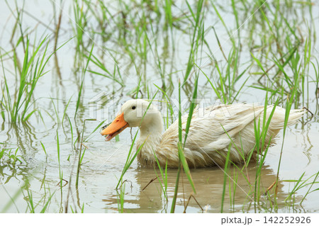 White Duck Flapping Wings in Water Field with Green Background 142252926