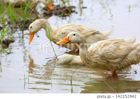 White Duck Flapping Wings in Water Field with Green Background 142252942