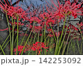 広角の彼岸花 142253092