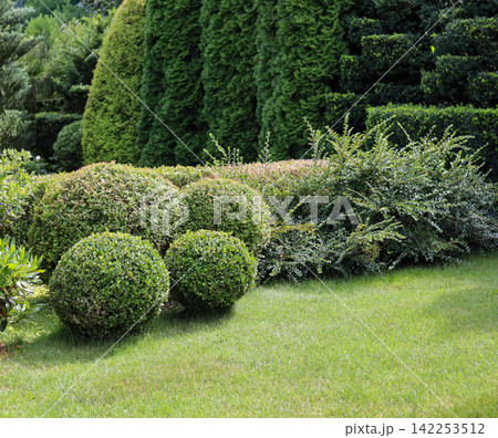 Landscaped garden with neatly trimmed boxwood shrubs and various topiary forms. Green lawn in the foreground Landscaped garden with neatly trimmed boxwood shrubs and various topiary forms. Green lawn in the foreground 142253512