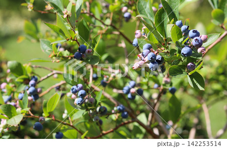 Blueberry bush bearing clusters of fresh, ripe and ripening berries on green branches, representing healthy eating and nature Blueberry bush bearing clusters of fresh, ripe and ripening berries on green branches, representing healthy eating and nature 142253514