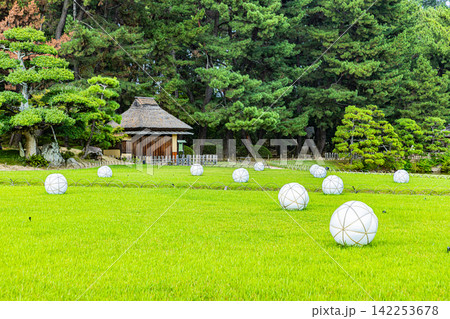 岡山県　岡山後楽園の風景 142253678