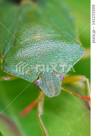 Extreme closeup on the green shieldbug, Palomena prasina in the garden 142255009