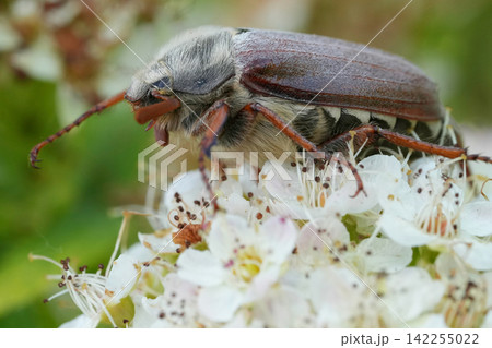 A large Maybug or May chafer, Melolontha melolontha with fur-like body and long antennae rest on delicate white blossoms 142255022