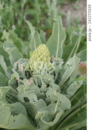 Closeup on an emerging flower of large green Mullein Verbascum speciosum in North Bulgaria 142255026