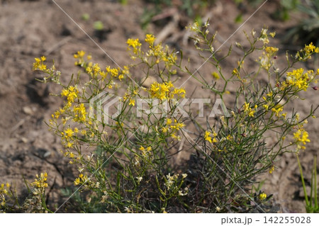 Closeup on yellow flowering creeping fieldcress, Rorippa sylvestris in North Bulgaria Closeup on yellow flowering creeping fieldcress, Rorippa sylvestris in North Bulgaria 142255028