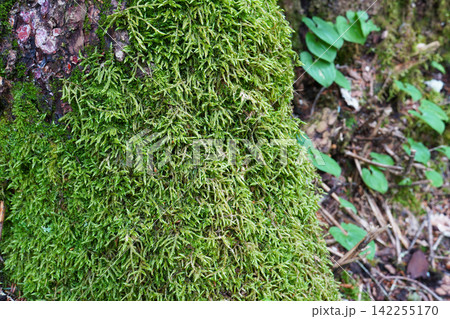 森の中の木に生えた苔のクローズアップ 森の中の木に生えた苔のクローズアップ 142255170