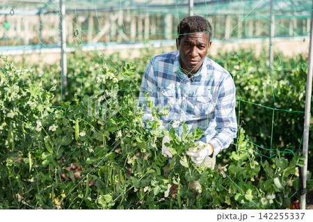 African american man tying leguminous plants to netting 142255337
