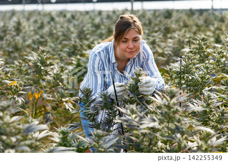 Woman farmer growing cannabis carefully examines it Woman farmer growing cannabis carefully examines it 142255349