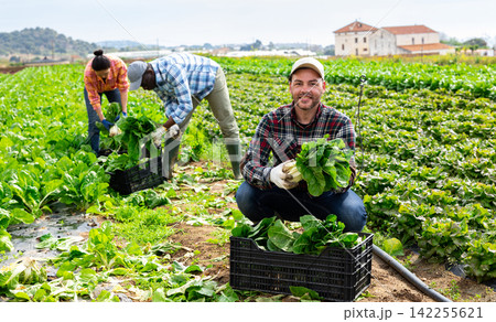 Male farmer harvesting chard in a farmer field on sunny day Male farmer harvesting chard in a farmer field on sunny day 142255621