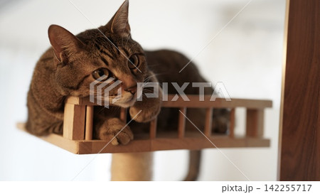 キャットタワーの上で顎を乗せてカメラを見つめるキジトラ猫 キャットタワーの上で顎を乗せてカメラを見つめるキジトラ猫 142255717