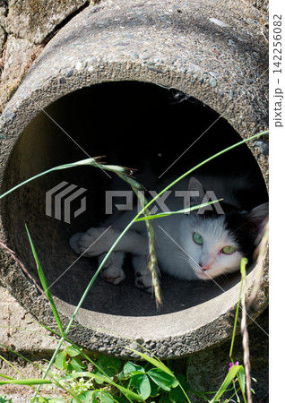 土管の中からちらりと見上げるぶち猫柄の野良猫 土管の中からちらりと見上げるぶち猫柄の野良猫 142256082