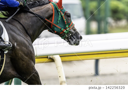 競馬場の風景 直線を走る馬 新潟県新潟市 競馬場の風景 直線を走る馬 新潟県新潟市 142256320