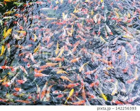 An image of a school of koi fish swimming in water, used as a background. An image of a school of koi fish swimming in water, used as a background. 142256393