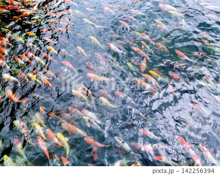 A photograph of a school of carp swimming in the same direction. A photograph of a school of carp swimming in the same direction. 142256394