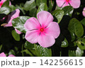 ニチニチソウ草 142256615