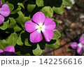 ニチニチソウ草 142256616