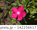ニチニチソウ草 142256617