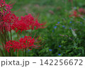 曼珠沙華とルリマツリ 142256672