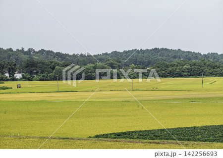 新潟県内の田園風景　新潟県胎内市 142256693